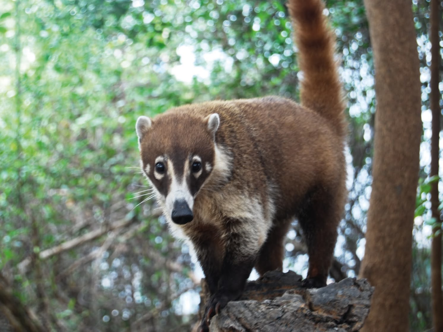 Witstam coati Tejon in Mexico