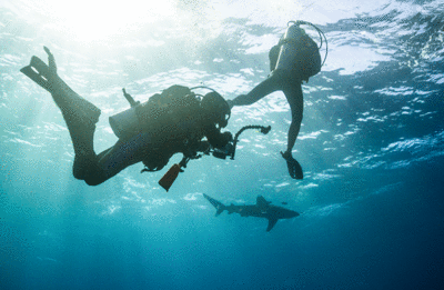 Bucear con tiburones Costa Rica Bucear con tiburones Costa Rica