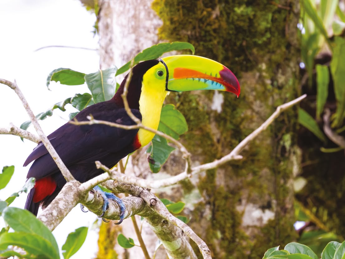 Toucan