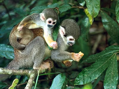 Costa Rica Dieren
