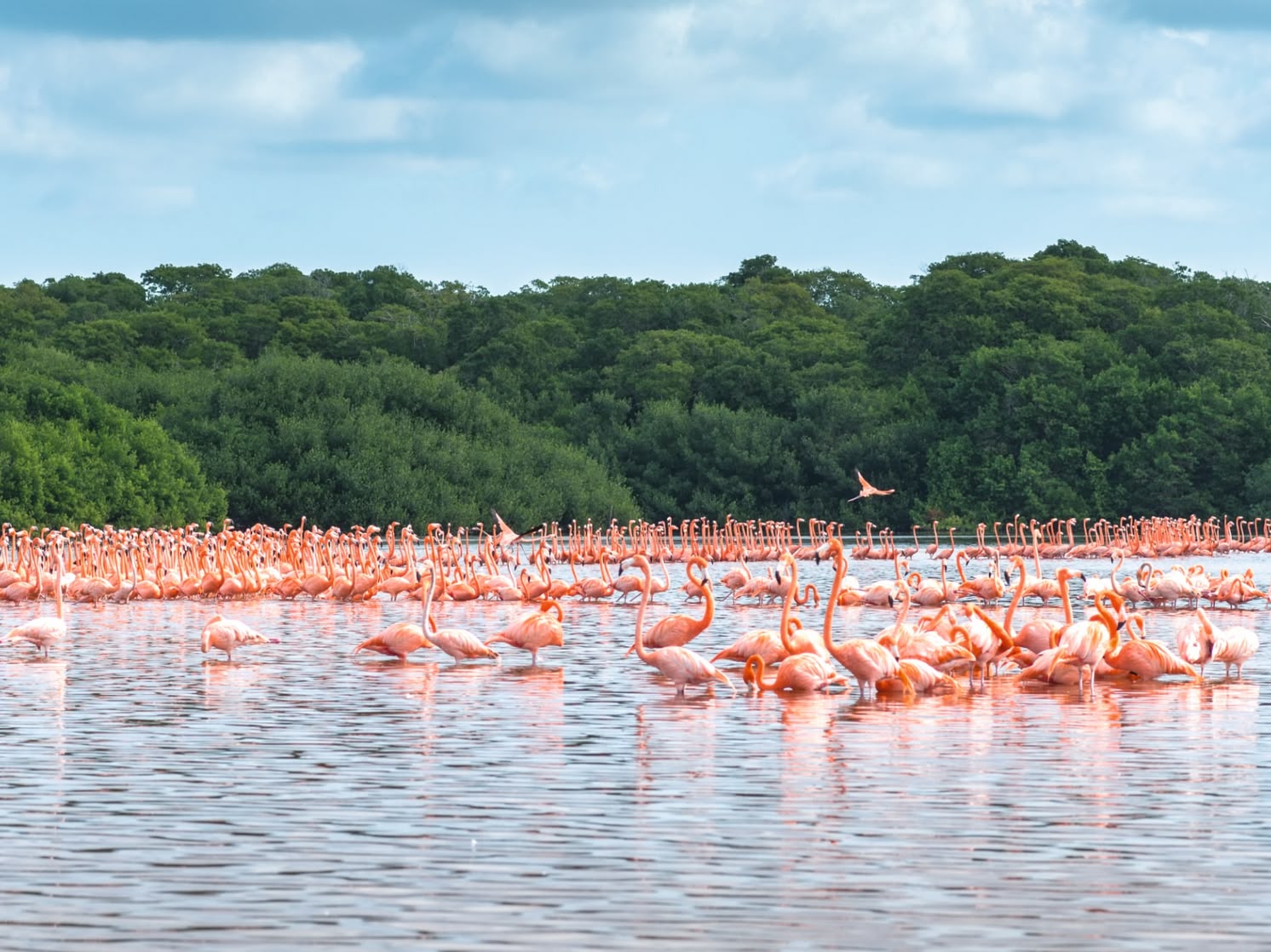 Flamingo