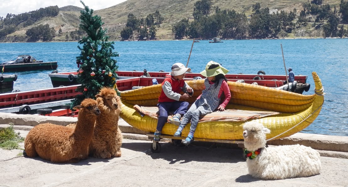 Alpacas Peru