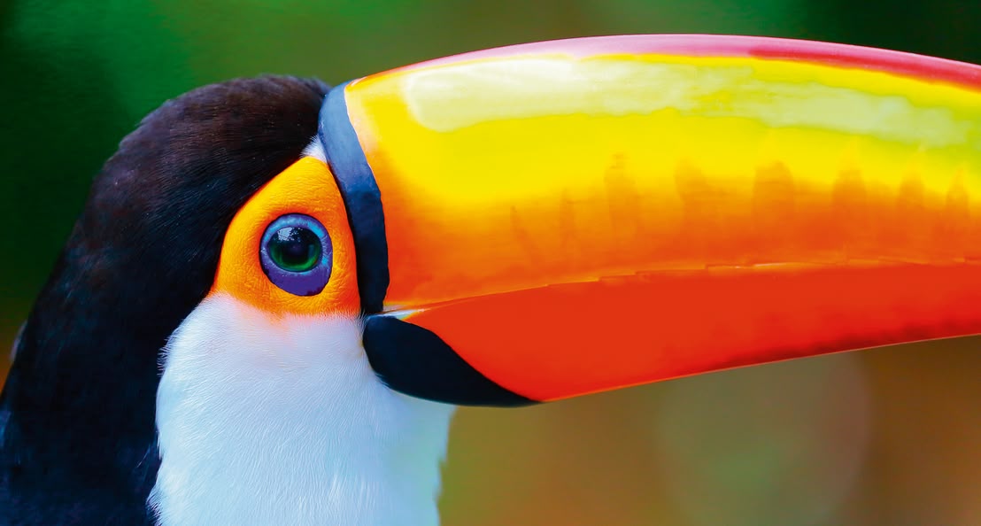 Toucan Brazil