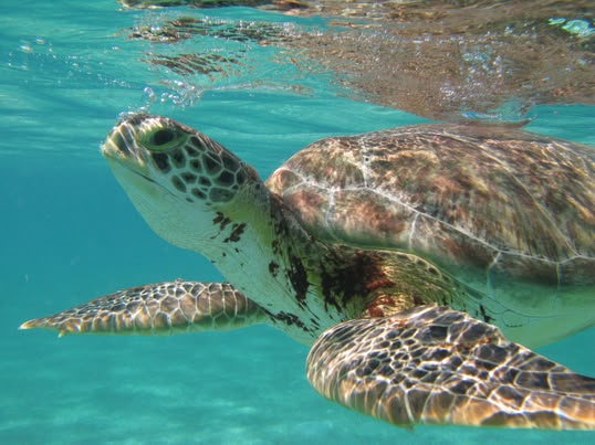 Turtles in Akumal Mexico