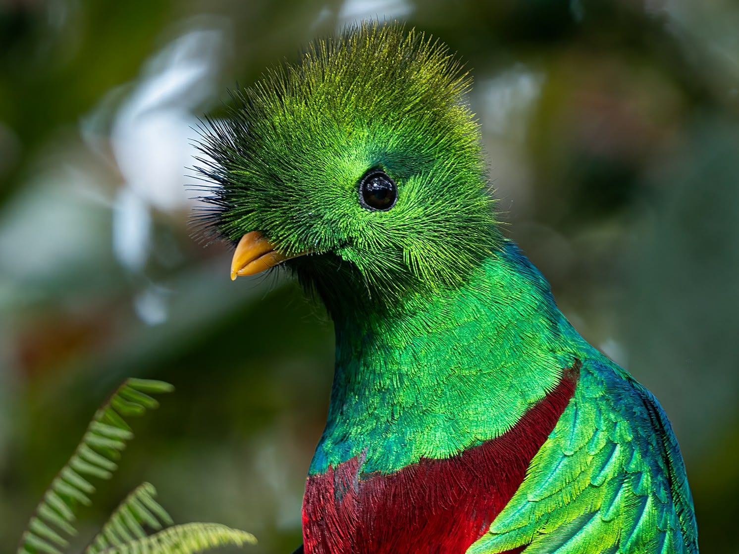 Quetzal