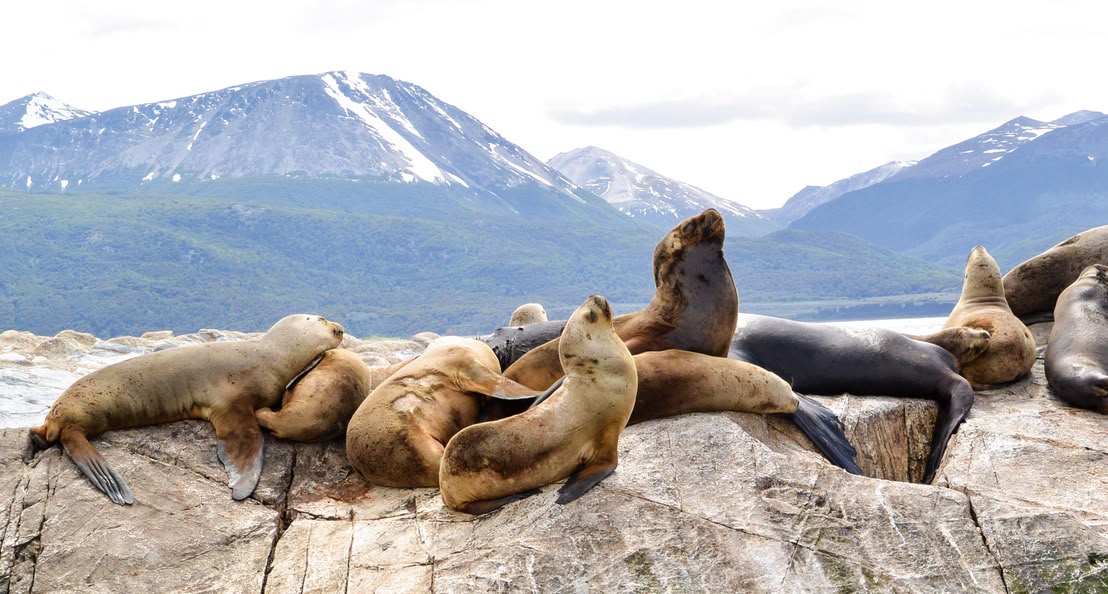 Maned seals