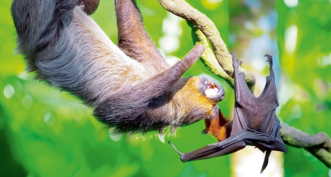 Sloth Costa Rica