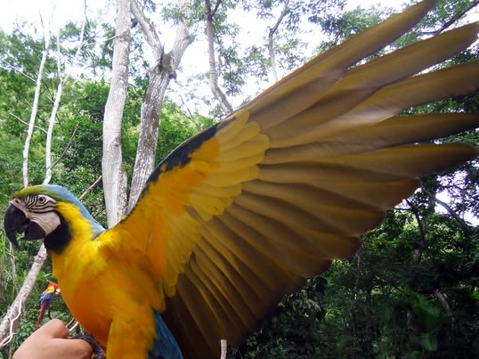 Bird park in Copán, Honduras