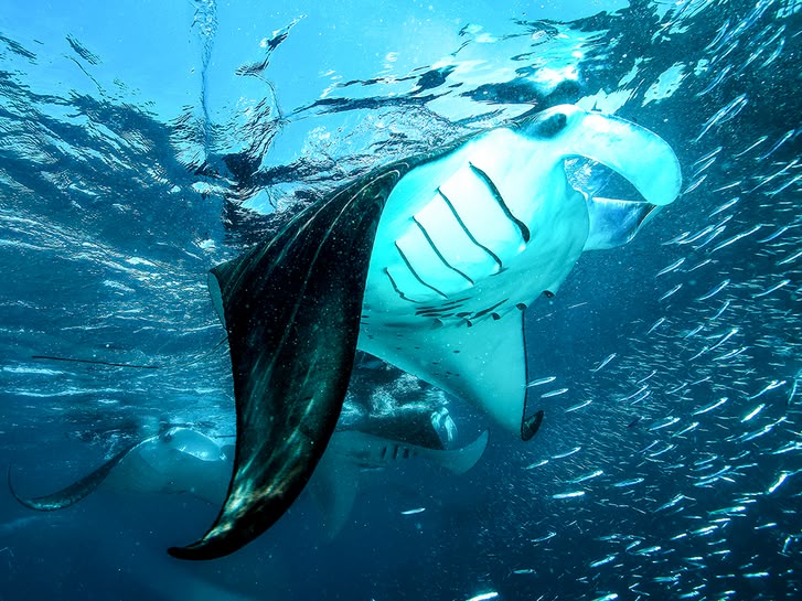Manta rayas Costa Rica Manta rayas Costa Rica